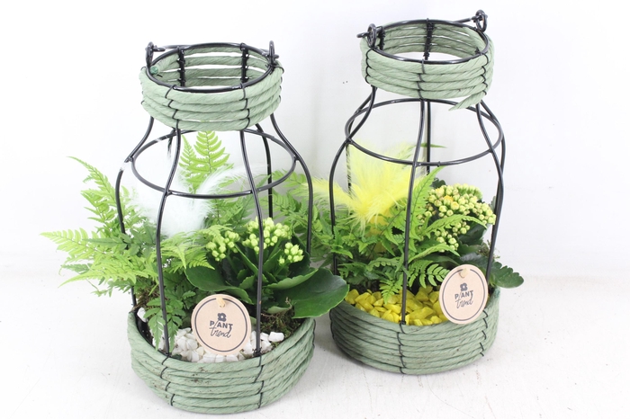 <h4>arr2 PL - Mand lantaarn x3 - geel/wit</h4>