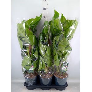 Monstera pertusum