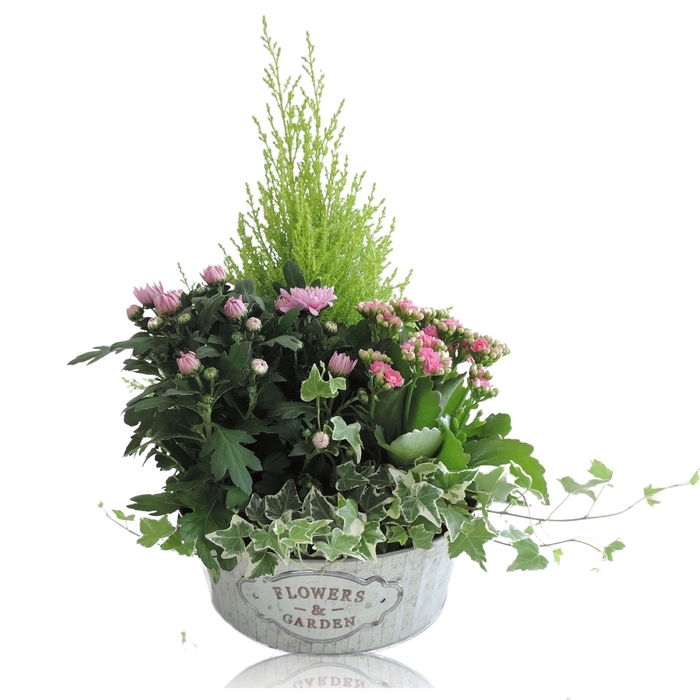 <h4>Opm RS-01002502 Zink Schaal</h4>