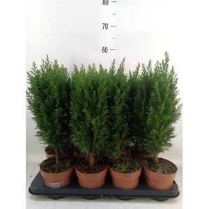 Chamaecyparis laws. 'Ellwoodii'