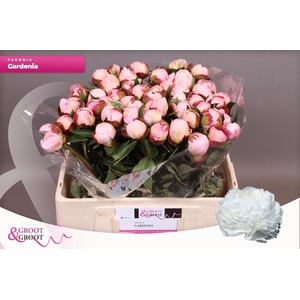 PAEO L GARDENIA