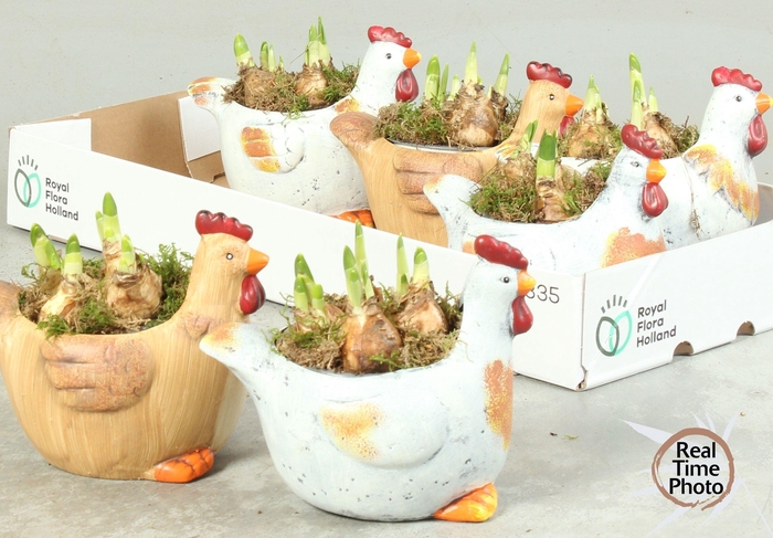 <h4>ARR NARCISSUS</h4>