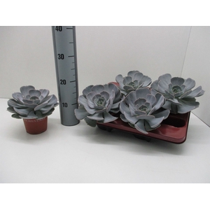 Echeveria  'Pollux'