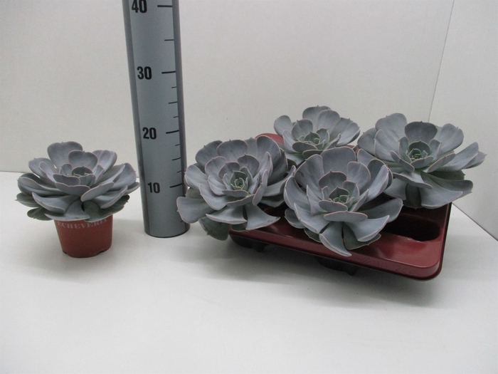 <h4>Echeveria  'Pollux'</h4>