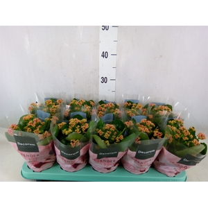 Kalanchoe blos. 'Serenity Pink'