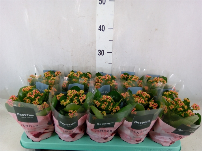 <h4>Kalanchoe blos. 'Serenity Pink'</h4>