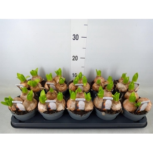 Hyacinthus orie. 'Pearl White'