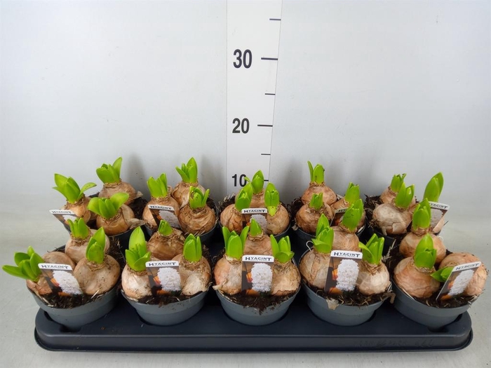 <h4>Hyacinthus orie. 'Pearl White'</h4>