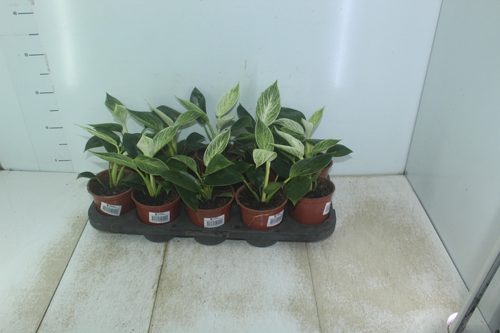 <h4>PHILODENDRON BIRKIN P12</h4>