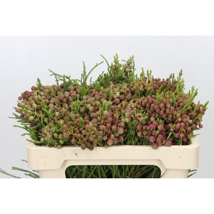 Kaaps Groen Lanuginosa Peanut