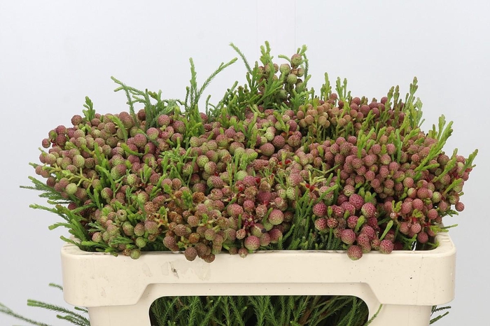 <h4>Kaaps Groen Lanuginosa Peanut</h4>