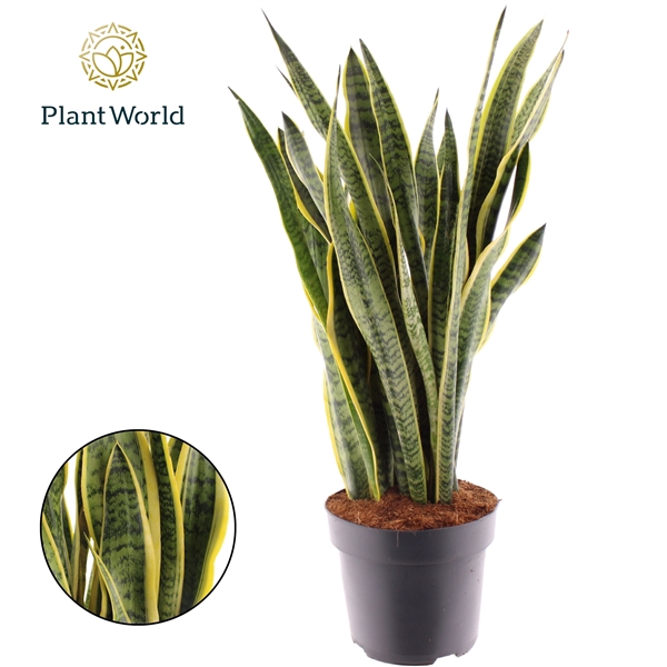 <h4>Sansevieria Laurentii (Decorum)</h4>