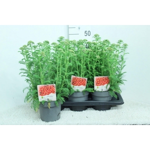 Achillea millef.