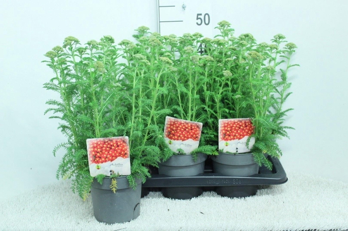 <h4>Achillea millef.</h4>