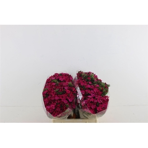 Di Barb Neon Cherry 40cm