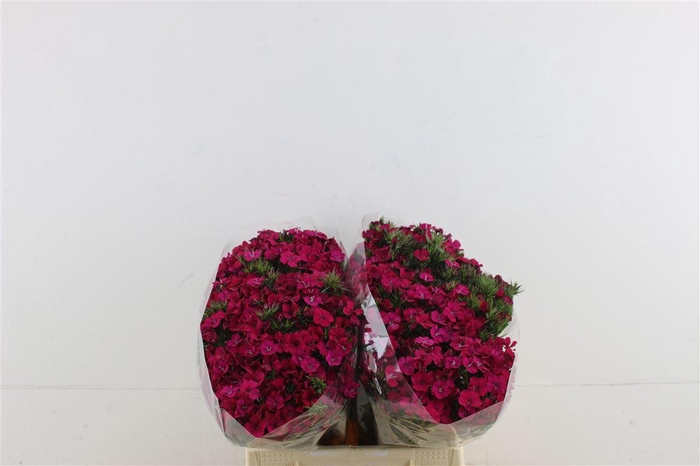 <h4>Di Barb Neon Cherry 40cm</h4>