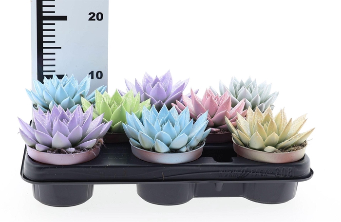 <h4>Echeveria  'Miranda'</h4>