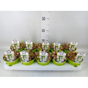 Muscari  'Magic White'