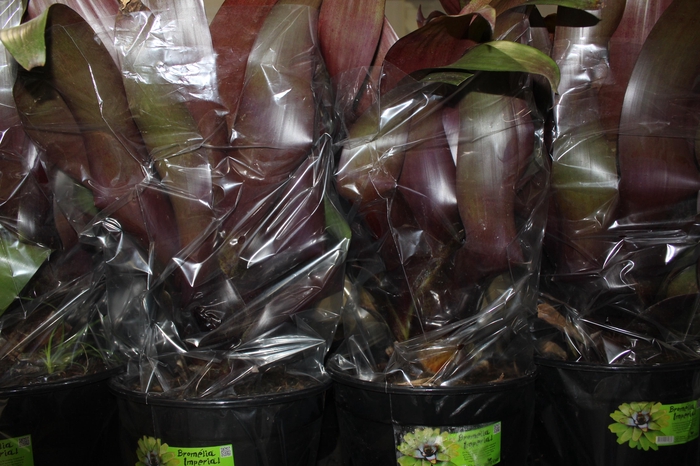 <h4>BROMELIA IMPERIAL P27 VERMELHO</h4>