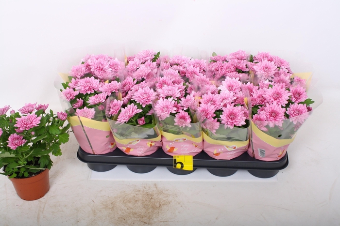 <h4>CHRYS DYNAMIC</h4>