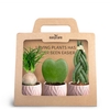 3-Pack Leaf Rosa P7
