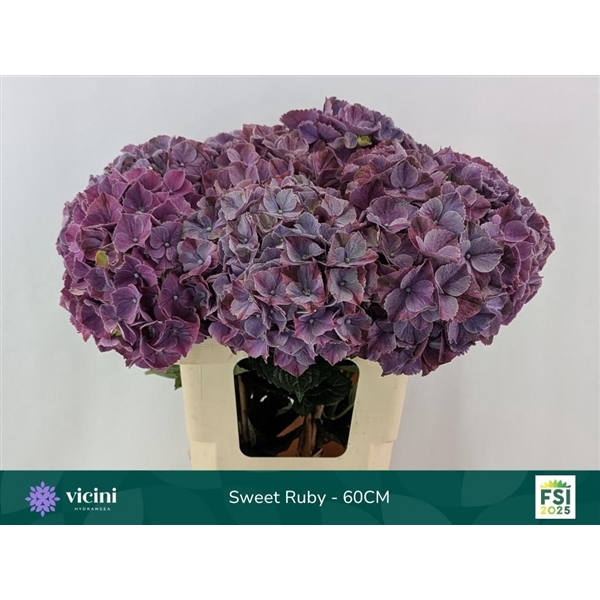 <h4>Hydr Sweet Ruby 60 cm Vicini</h4>