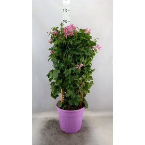 Pelargonium   ...