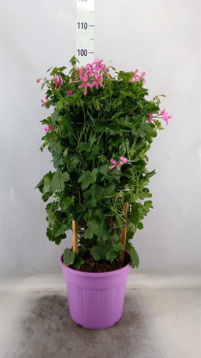 <h4>Pelargonium   ...</h4>