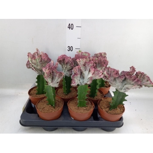 Euphorbia lactea 'Cristata'