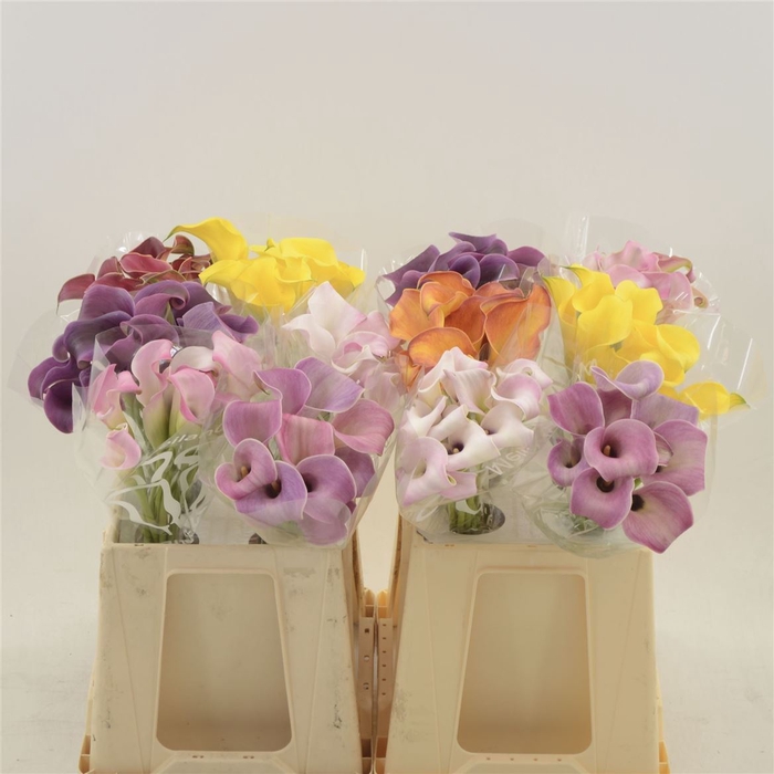 <h4>Calla Gemengd In Fust | Dubbelbloemig</h4>
