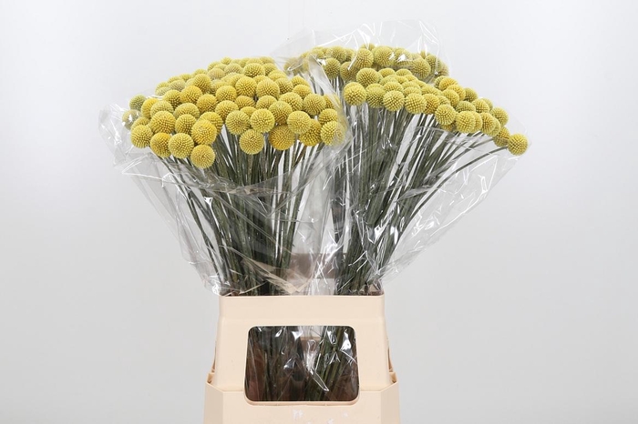 <h4>Craspedia - Overig</h4>