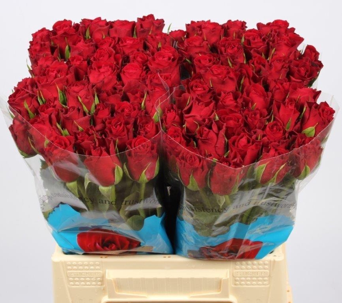 <h4>R GR FURIOSA</h4>