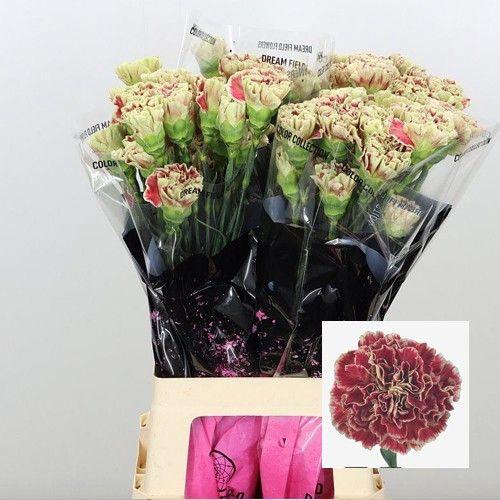 <h4>DI ST WINE COVER</h4>