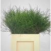 GR VACC HUCKLEBERRY