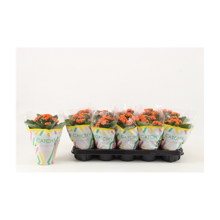 <h4>Kalanchoe Double, Catchy Season Orange</h4>