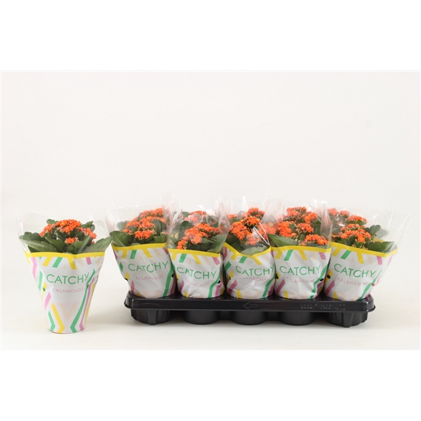 Kalanchoe Double, Catchy Season Orange