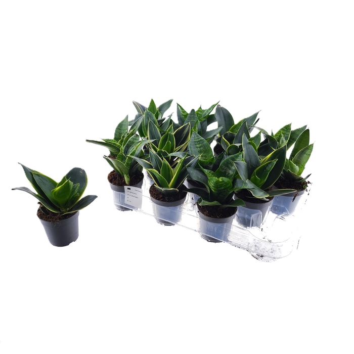 <h4>SANSEV CYLINDRICA OV</h4>