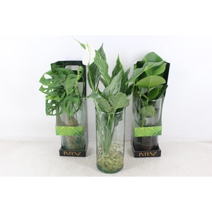 arr3 VDE - Intenz mix x6