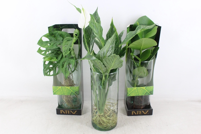 <h4>arr3 VDE - Intenz mix x6</h4>