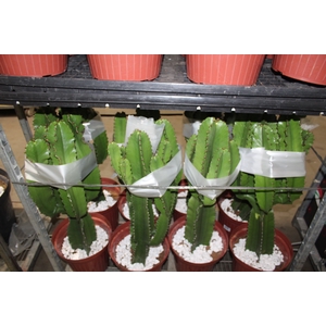 CACTUS EUPHORBIA MANDACARU P30