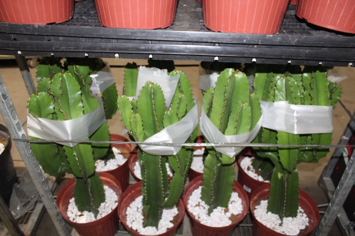 <h4>CACTUS EUPHORBIA MANDACARU P30</h4>