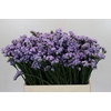 Limonium sinuatum Donau Birds