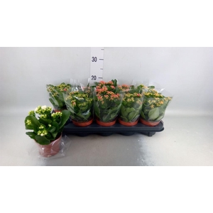 Kalanchoe blos.   ..rosebud mix  5