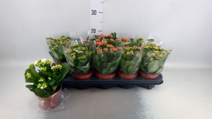 <h4>Kalanchoe blos.   ..rosebud mix  5</h4>