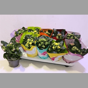 Kalanchoe Double Deluxe Mix