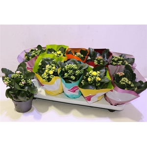 arr8 Kalanchoe Double Deluxe Mix