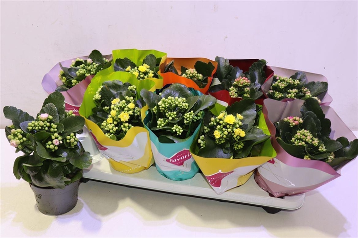 <h4>arr8 Kalanchoe Double Deluxe Mix</h4>