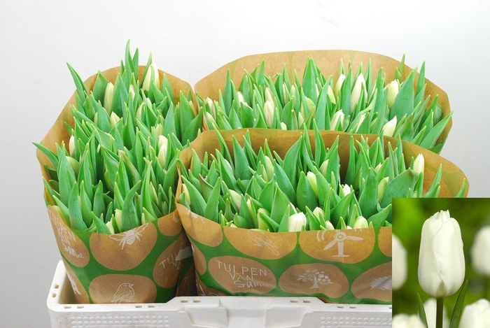 <h4>TU EN WHITE FLAG</h4>