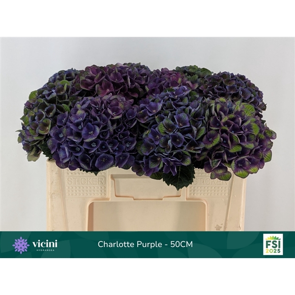 <h4>Hydr Charlotte Purple 50 cm Vicini</h4>