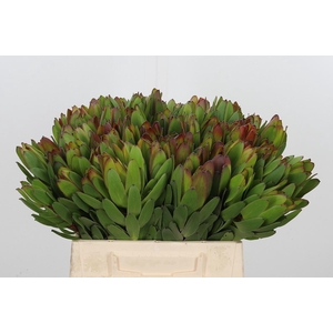 Leucadendron Saf Goldstrik
